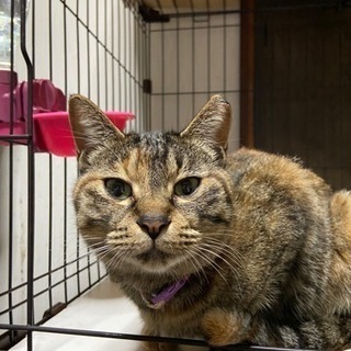 迷い猫　(さくら耳)