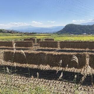 新米　上田市真田町産　コシヒカリ　はぜ掛け米