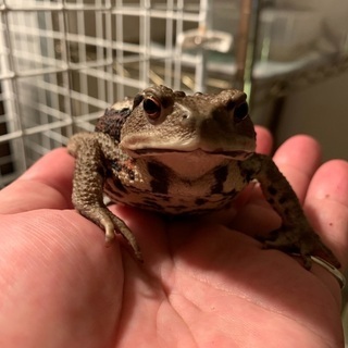 アズマヒキガエル　約10センチ
