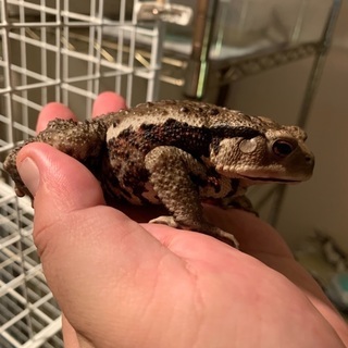 アズマヒキガエル　約10センチの画像