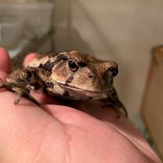 アズマヒキガエル　約10センチの画像