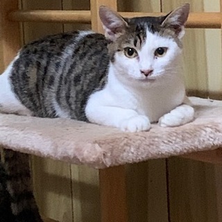仮名　保護猫ミク　トライアル中