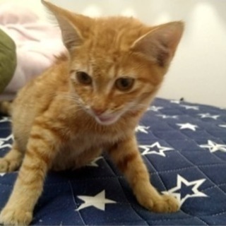 決まりました！ありがとうございました。茶トラ猫を保護しましたので...