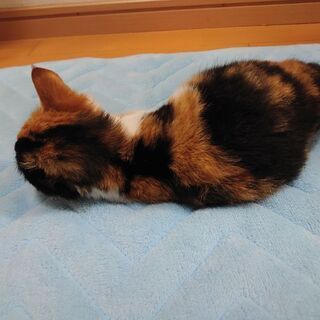 里親募集