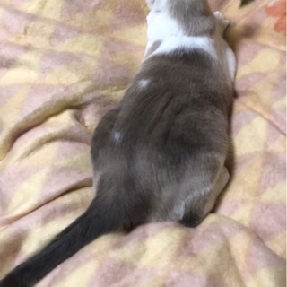 シャム系１歳オス去勢ワクチン済み　同居サバトラと仲良しです