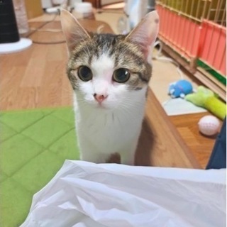 三毛猫(保護猫)