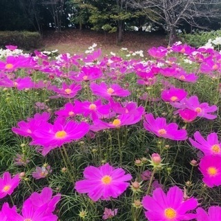 撮影付きピクニックベビマin馬見丘陵公園の画像