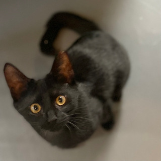 【譲渡会参加】シャイで甘えん坊な黒子猫、佐藤くん（名人チーム）