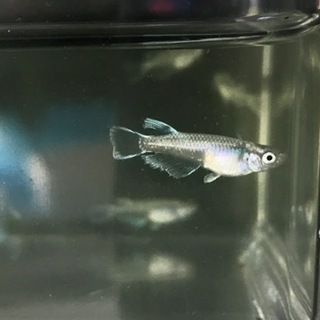 【購入者確定】鱗光、モルフォ