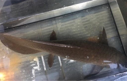 ネオケラ  引き取り魚　現在商談中‼️