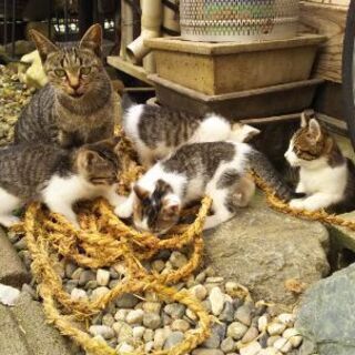 困っています、里親さんになって下さる方よろしくお願いいたします