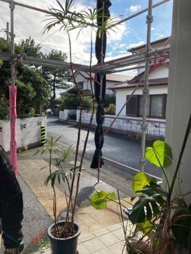 とても大きく育った観葉植物たち