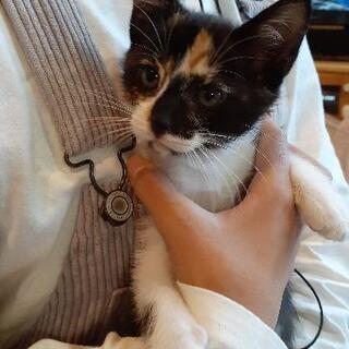 写真更新しました‼️とっても遊び好きな三毛猫　2ヶ月