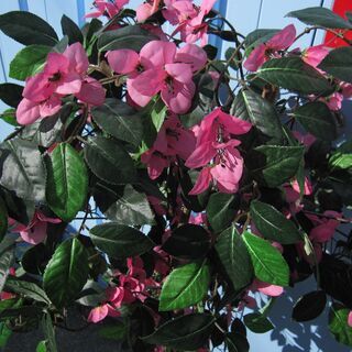 フェイクグリーン　観葉植物　造花　H1200ｍｍ程度の画像