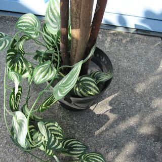 フェイクグリーン　観葉植物　造花　H1200ｍｍ程度の画像