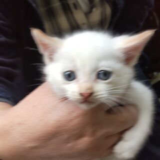 子猫の里親募集