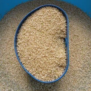 令和６年産 新米　元気つくし　玄米　５kg