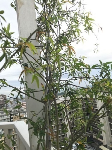 お取引中　もっこうばら　白