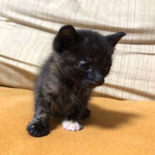 生後1ヶ月半位　片足に靴下をはいてる模様がチャームポイントな女の...