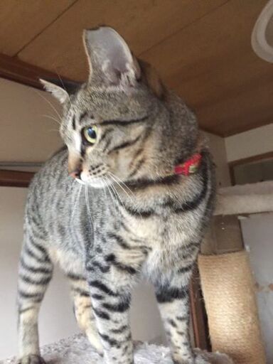 2歳過ぎお尻ポンポン好きのキジトラのサクラちゃん【4/9(日曜日