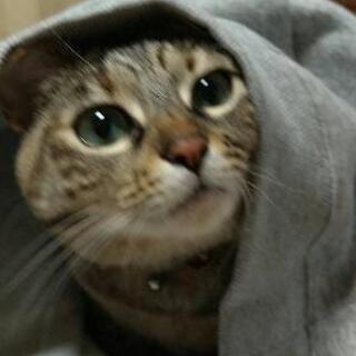 里親さん募集します。