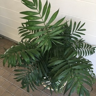 観葉植物　テーブルヤシの画像