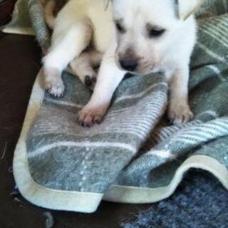 沢山連絡ありがとうございます。受け付け終了します。 - 犬