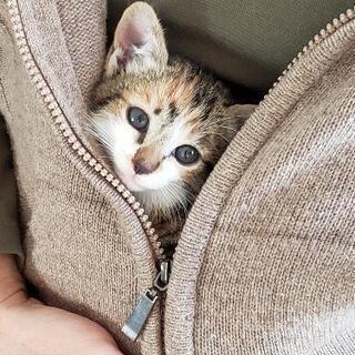 決まりました。ありがとうございます。生まれて50日の三毛猫　ほな...