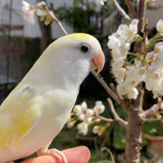 コザクラインコを探してます！