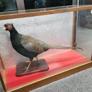 キジの剥製