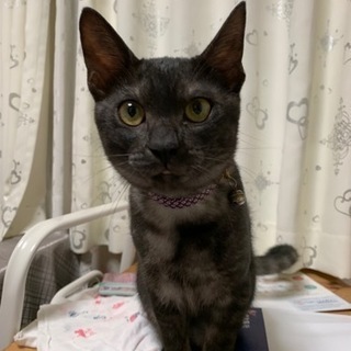 かわいい黒のトラ猫