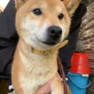 柴犬の女の子　ゆずちゃん