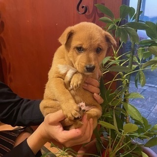 大物になる予感？子犬の「たる」くん🥰