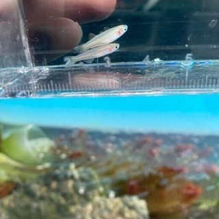 卵生メダカ入荷