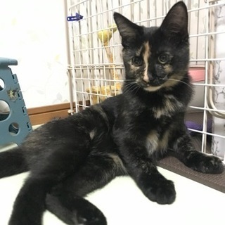 愛媛県🍊里親さん募集🍀バンビ🍀*゜♀サビ猫