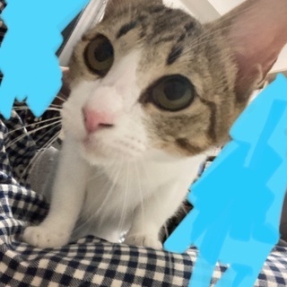 甘えん坊の三毛猫ちゃんです。