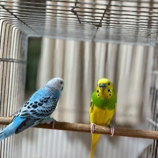 セキセインコ