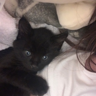 クロネコ