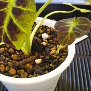 コロカシアイラストリスの画像