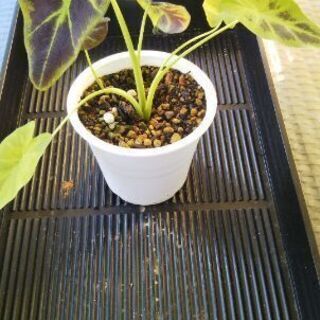 コロカシアイラストリスの画像