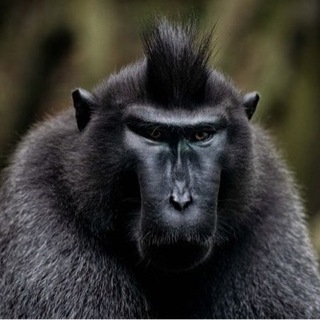動物が好きで動物の写真を撮りたい方いませんか？