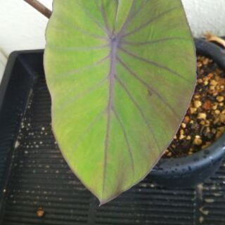 コロカシアブラックランナーの画像