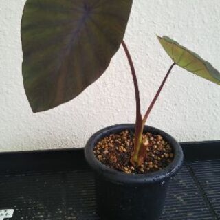 コロカシアブラックランナーの画像