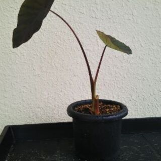 コロカシアブラックランナーの画像