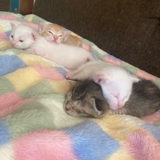 里親募集してます