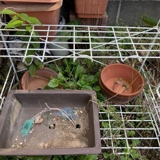 差し上げます(^^)ガーデニング プランター各種 小さな鉢の画像