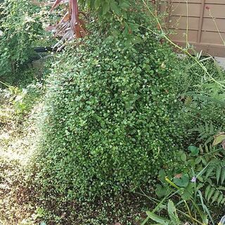 ワイヤープランツの木