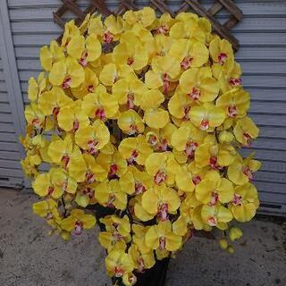 光触媒 胡蝶蘭10本立イエロー 造花