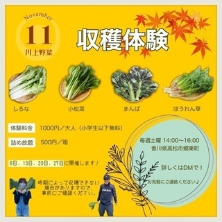 【毎週土曜日開催】盛り盛りに詰め放題！野菜の収穫体験