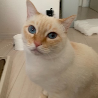 甘えんぼ人懐こいメス猫🐈